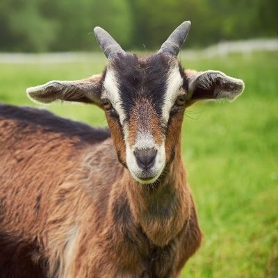 La ferme de Pracoutel