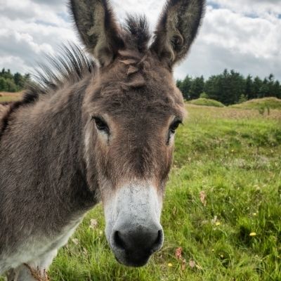 Tzigane, partenaire de Chez mon Jules